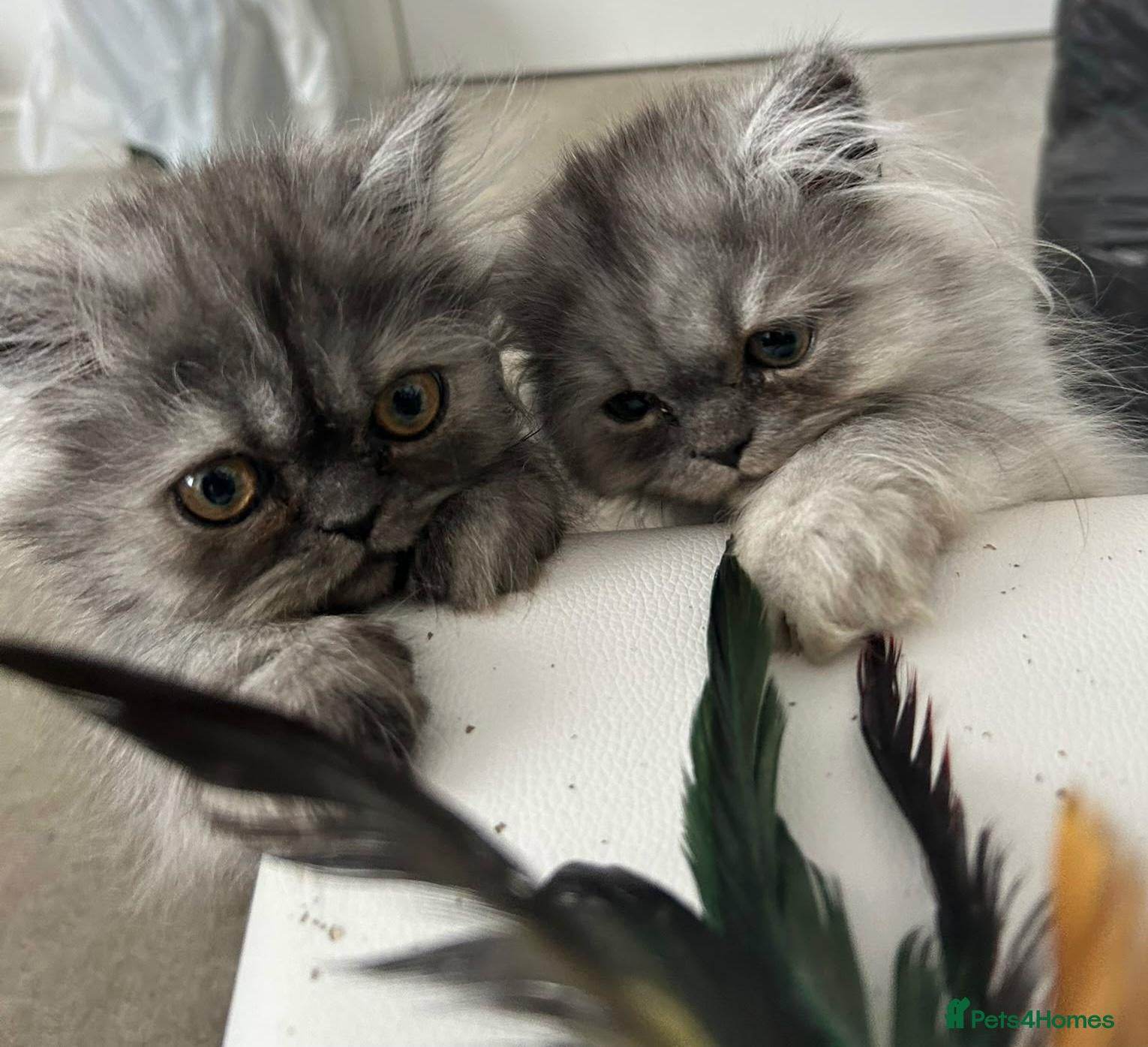 Persian cats 3 silver Persian kittens 1 boy, 2 girls, ready now - Advert 4
