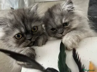 Persian cats 3 silver Persian kittens 1 boy, 2 girls, ready now - Advert 4