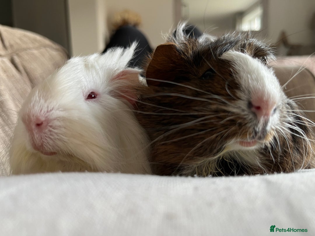Guinea Pig rodents for sale: 2 Bonded Male Guinea Pigs  - Image 8