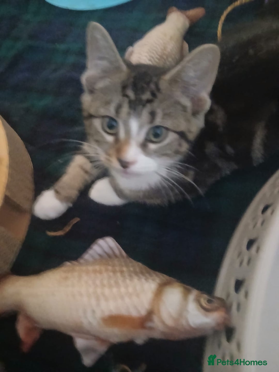 Munchkin cats for sale: Beautiful markings lush coat tabby tuxedo  - Image 35
