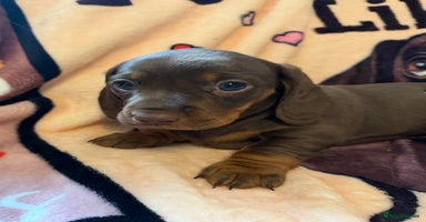 Miniature Dachshund dogs - Advert 8