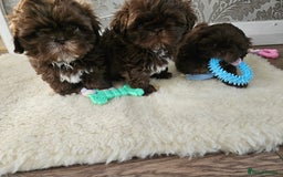 Shih Tzu dogs for sale: SHIH tzu puppies 🐶 outstanding - Image 8