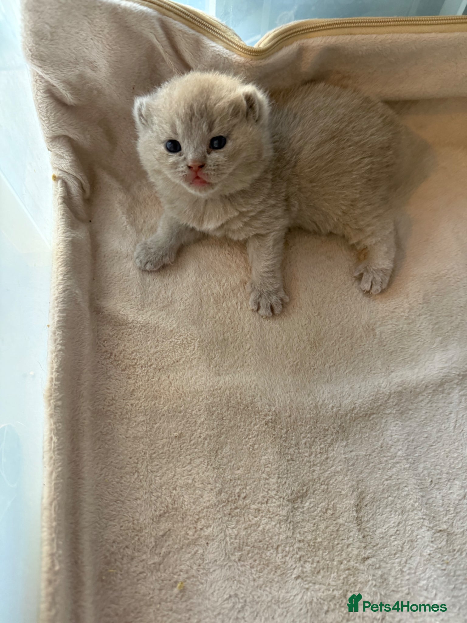 British Shorthair cats Beautiful lilac BSH GCCF - Advert 1