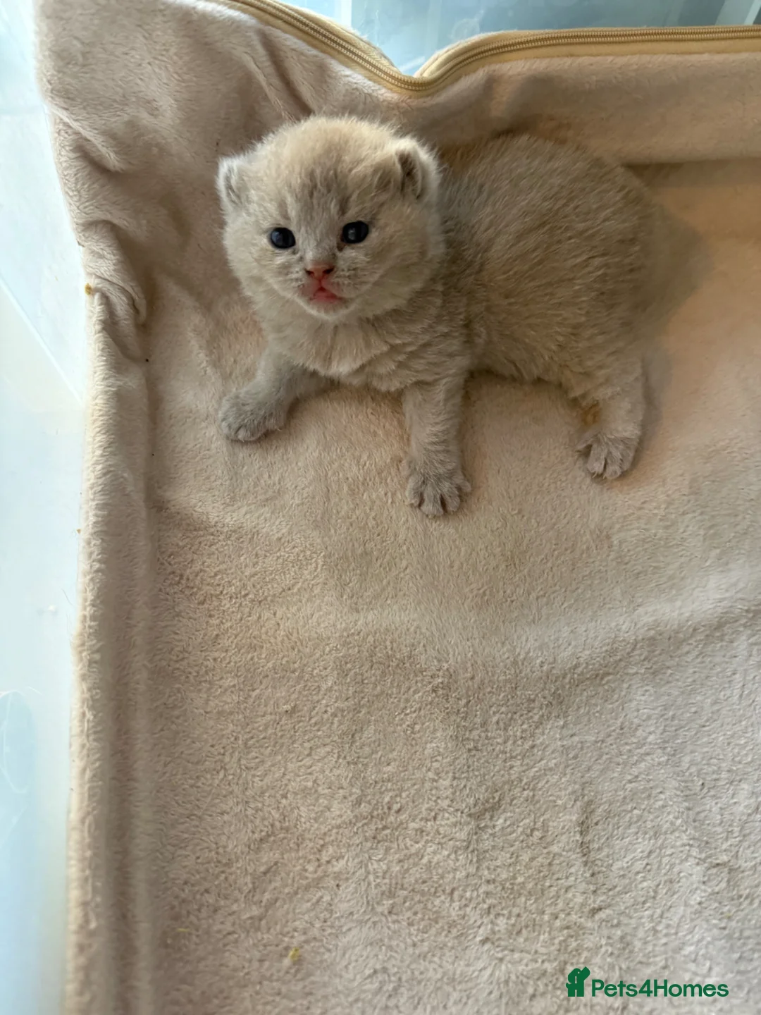 British Shorthair cats for sale: Beautiful lilac BSH GCCF - Advert 1