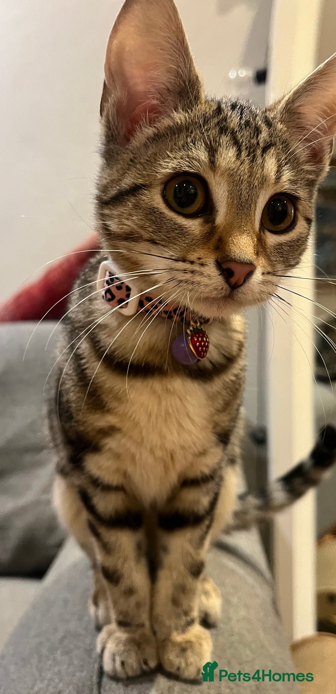 Mixed Breed cats for sale: Sibling Female Bengal x Ragdoll x 2 17 weeks old - Advert 2