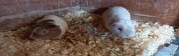 Guinea Pig rodents for sale: Baby Guinea Pigs for Sale - Advert 4