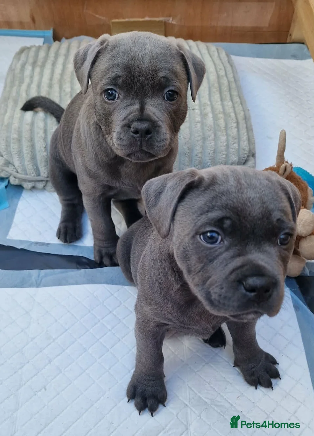 Staffordshire Bull Terrier dogs for sale: 2x KC Registered Champion Blue Staffie Puppies - Advert 9