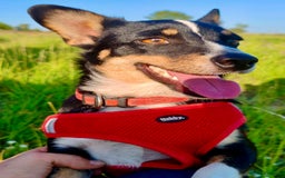 Miniature Pinscher dogs for adoption: Vesta: The Puppy in the Box Who Refused to Die - Image 2
