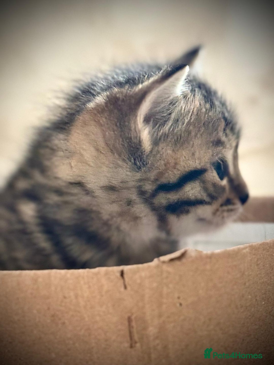 Ragdoll cats for sale: 🌟 Ragdoll x Bengal – Exquisite Baby Kittens 🌟 - Image 2