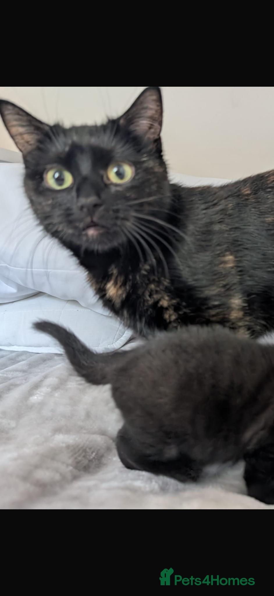 Mixed Breed cats 1 ginger male 1 black female  - Advert 5