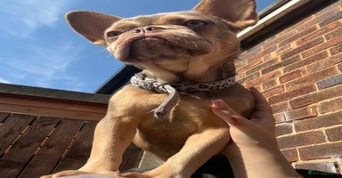 French Bulldog dogs - Advert 13