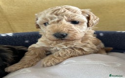 Miniature Poodle dogs for sale: Miniature Poodle Puppies  - Image 22