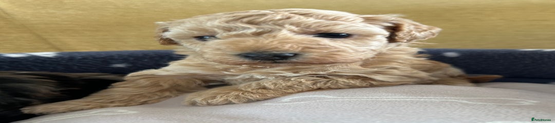 Miniature Poodle Puppy 6