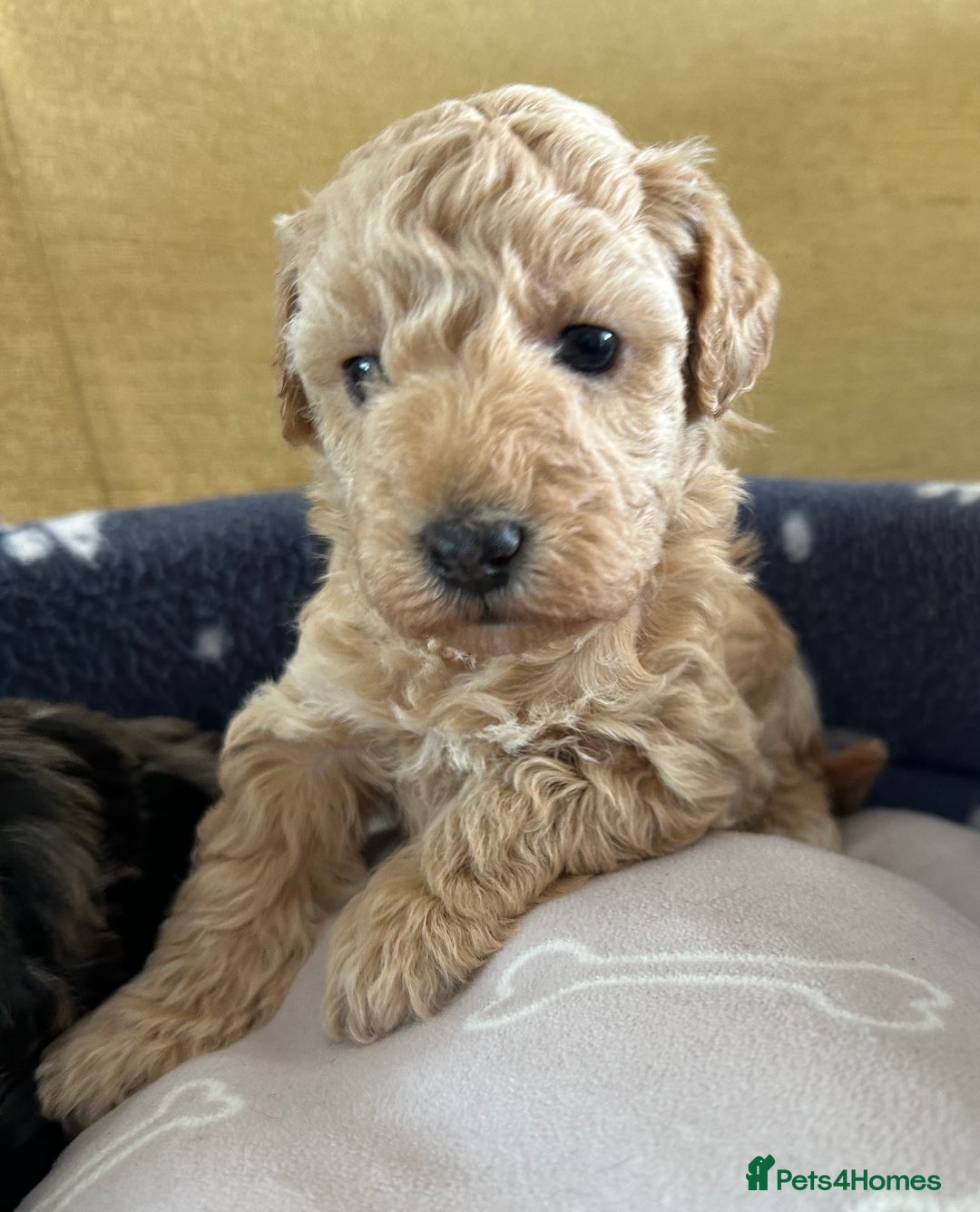 Miniature Poodle dogs for sale: Miniature Poodle Puppies  - Image 22