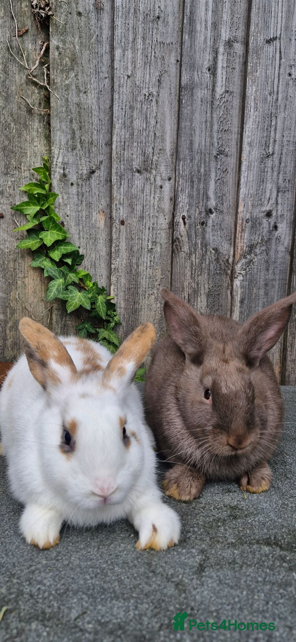 English Spot rabbits Femile and male - Advert 1