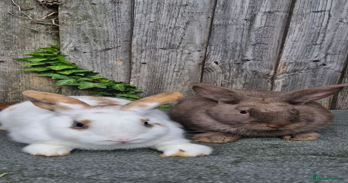 Rabbits for Sale for sale in West Midlands | Pets4Homes