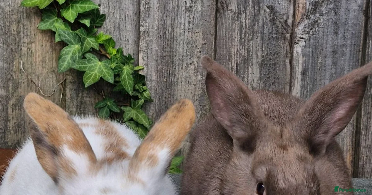 Rabbits for Sale for sale in West Midlands | Pets4Homes