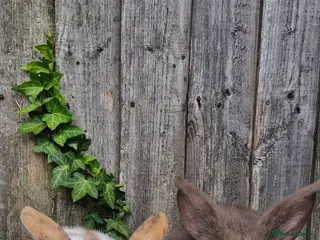 English Spot rabbits Femile and male - Advert 1