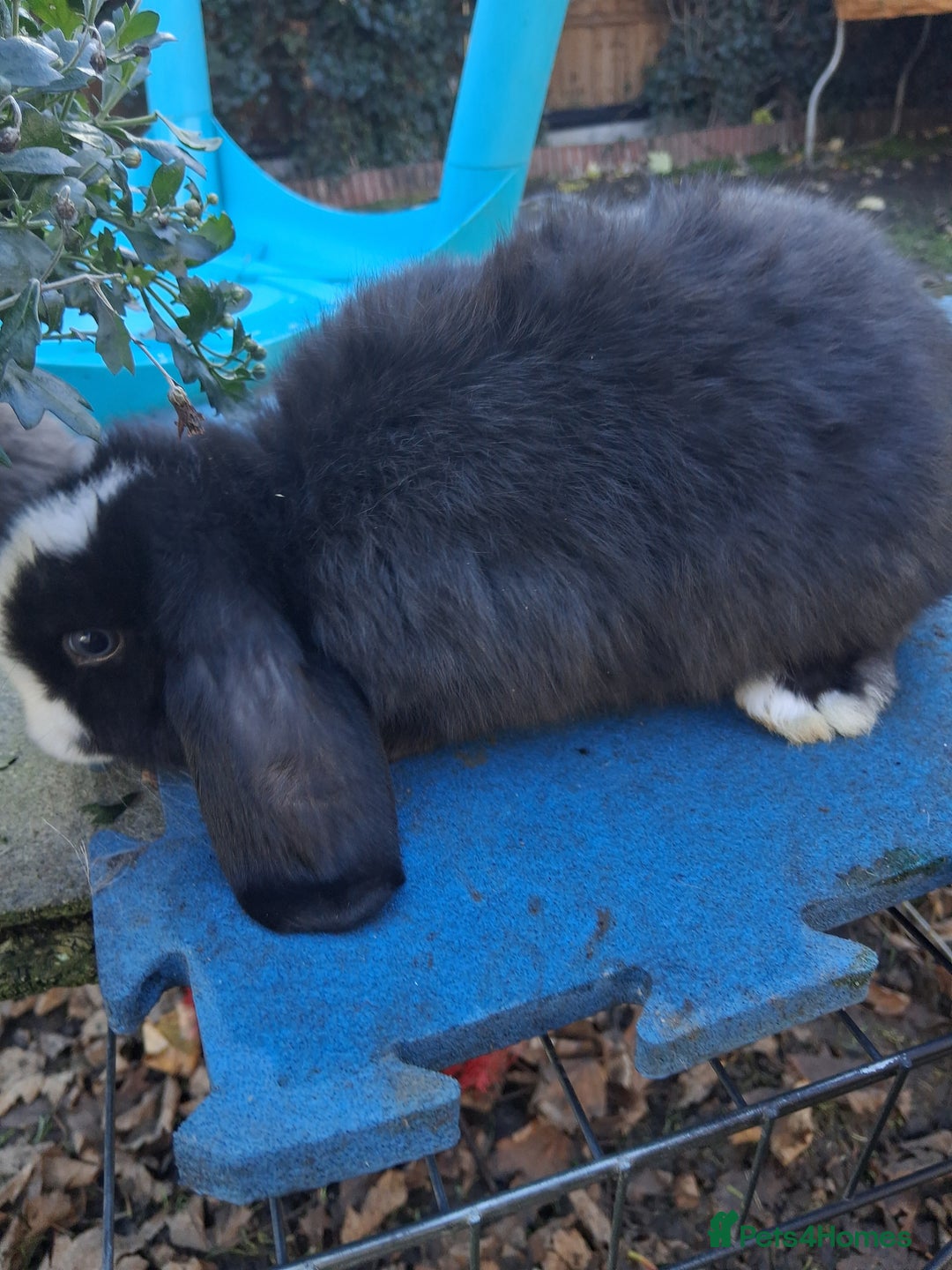 French Lop rabbits for sale: Minilop x french lop 2 male bunnies - Advert 2