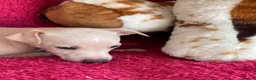 Italian Greyhound dogs for sale: 5 wonderful Wiggy’s licensed breeder  - Advert 6