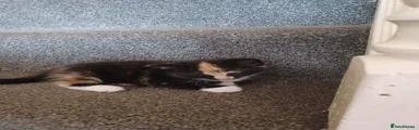 Mixed Breed 4