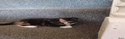 Mixed Breed cats for sale: 4 kittens - Advert 4