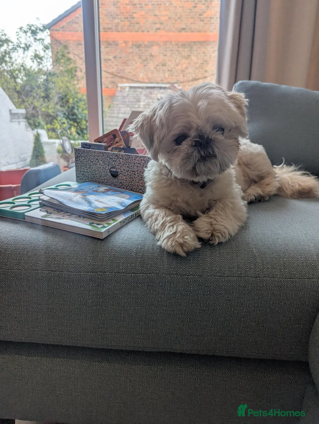 Shih Tzu dogs for sale: 3-year old Shih Tzu Louie - Advert 5