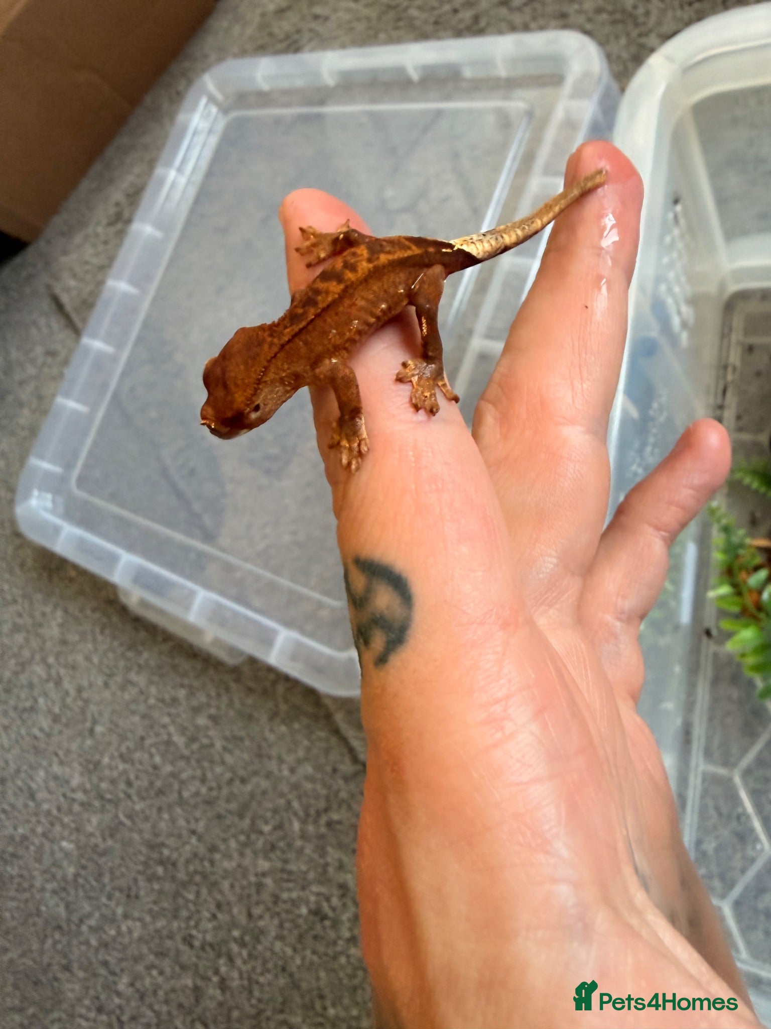 Gecko reptiles Baby crested geckos - Advert 8