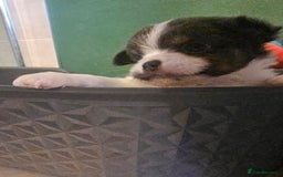 Chihuahua dogs for sale: Chihuahua Puppies Long haired and short - Image 3
