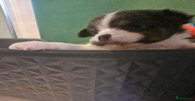 Chihuahua dogs - Advert 11