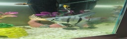 Other/Mixed Breed fish for sale: Fish, Frogs and Tank for sale  - Advert 3