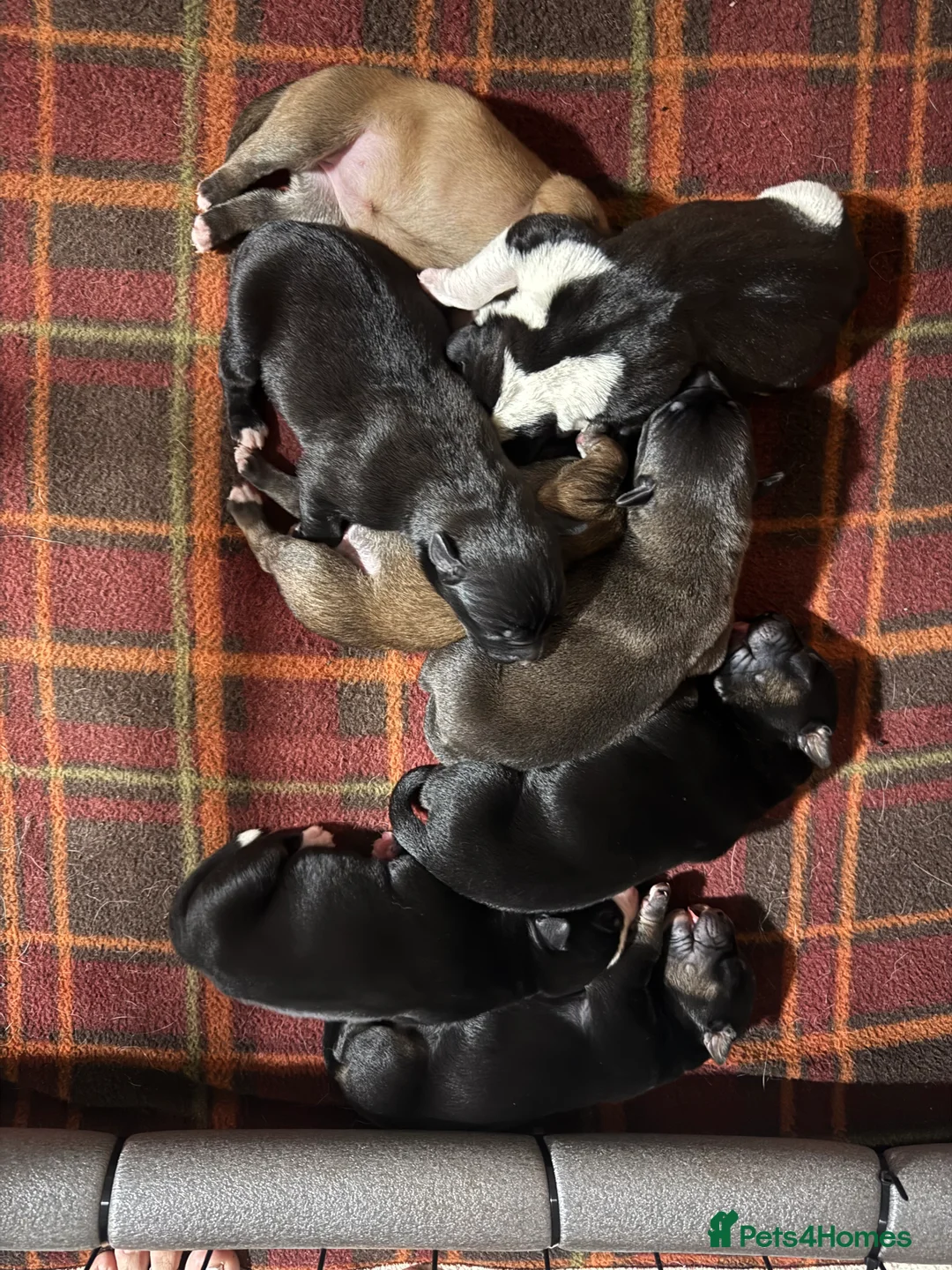 Mixed Breed dogs for sale: RARE BLUE EYE Sholly  ** tiff x Husky  - Advert 13