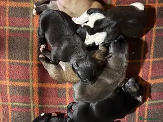 Mixed Breed dogs RARE BLUE EYE Sholly ** tiff x Husky - Advert 5