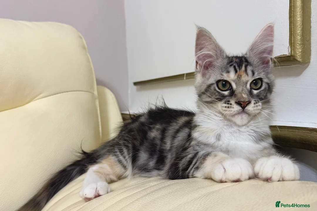 Maine Coon cats for sale: MaineCoonKitten🏆20+gen🧬Outstadning Full Pedigree - Advert 8