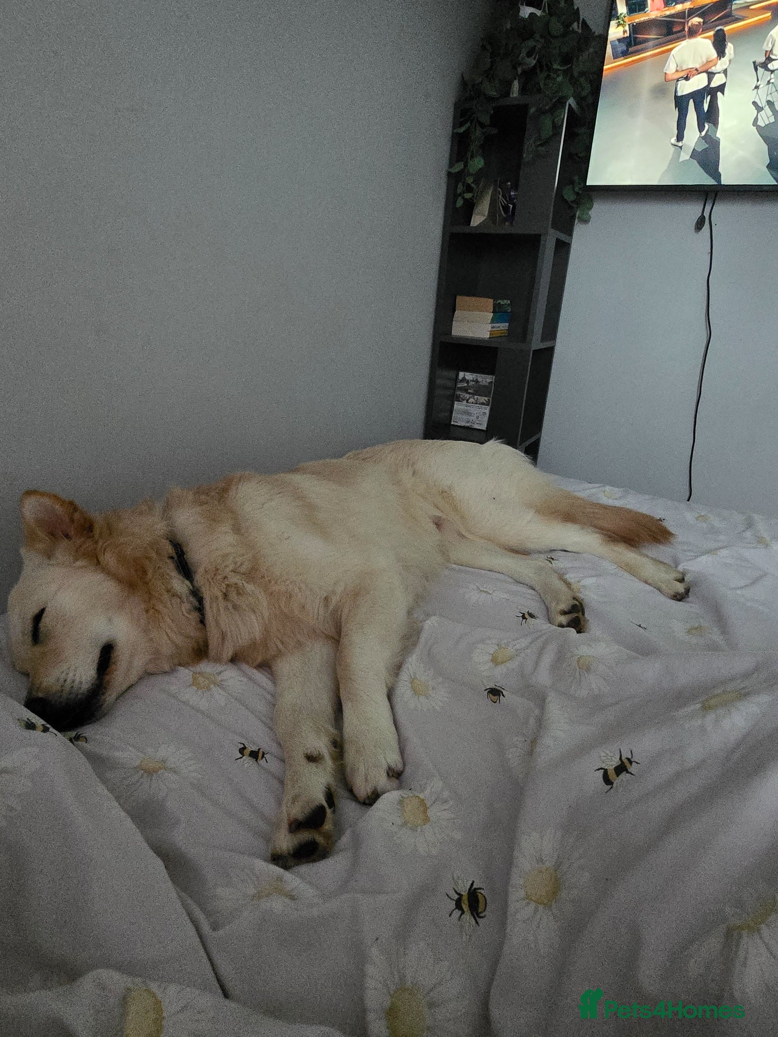 German Shepherd dogs Stunning champagne male GSD - Advert 11