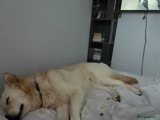 German Shepherd dogs Stunning champagne male GSD - Advert 11