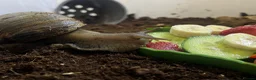 Snails invertebrates for sale: 2 lovely Giant African Land Snails with everything - Advert 4