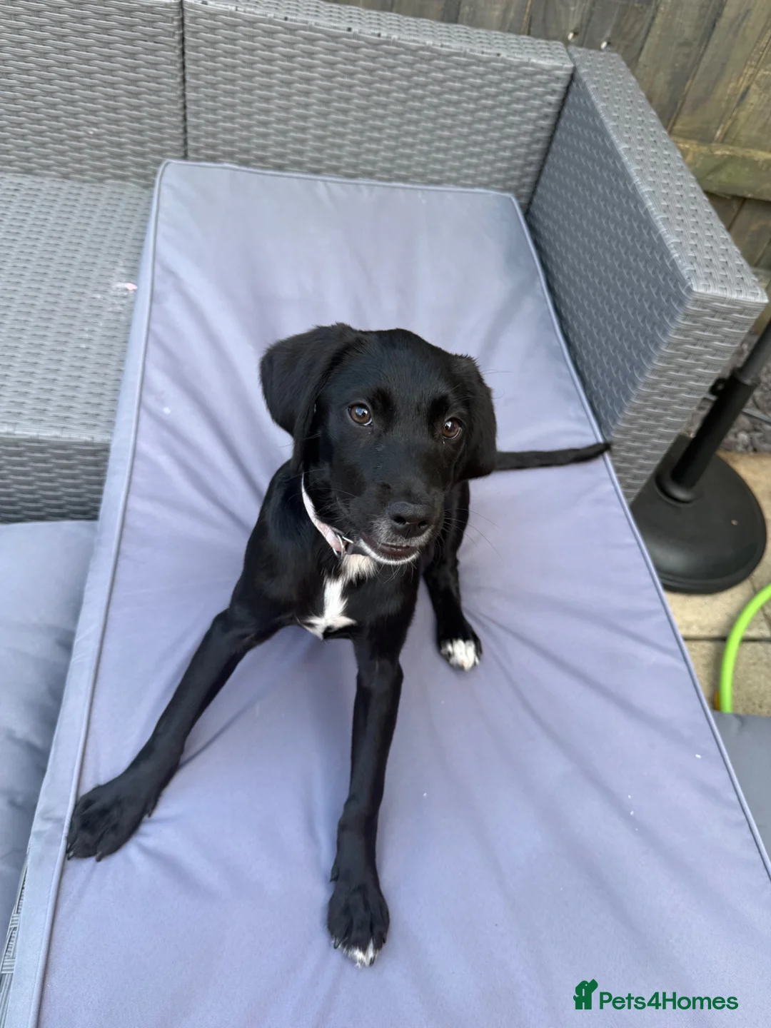 Springador dogs for sale: Springador in Axminster - Advert 1