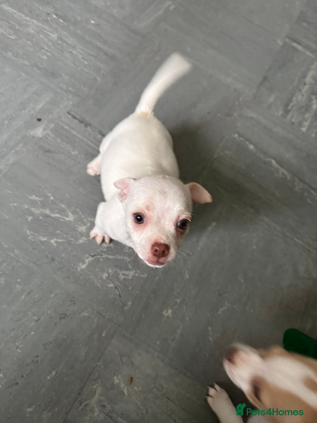 Mixed Breed dogs for sale: Jack Russell x pug puppies  - Image 3