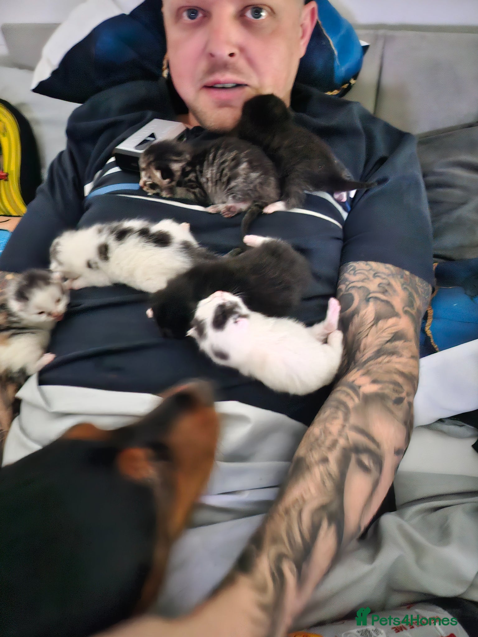 British Longhair cats Geoegous kittens ready in may - Advert 13