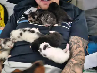 British Longhair cats Geoegous kittens ready in may - Advert 13