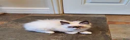 Ragdoll cats for sale: 💕Beautiful GCCF Registered Ragdoll Kittens. - Advert 25