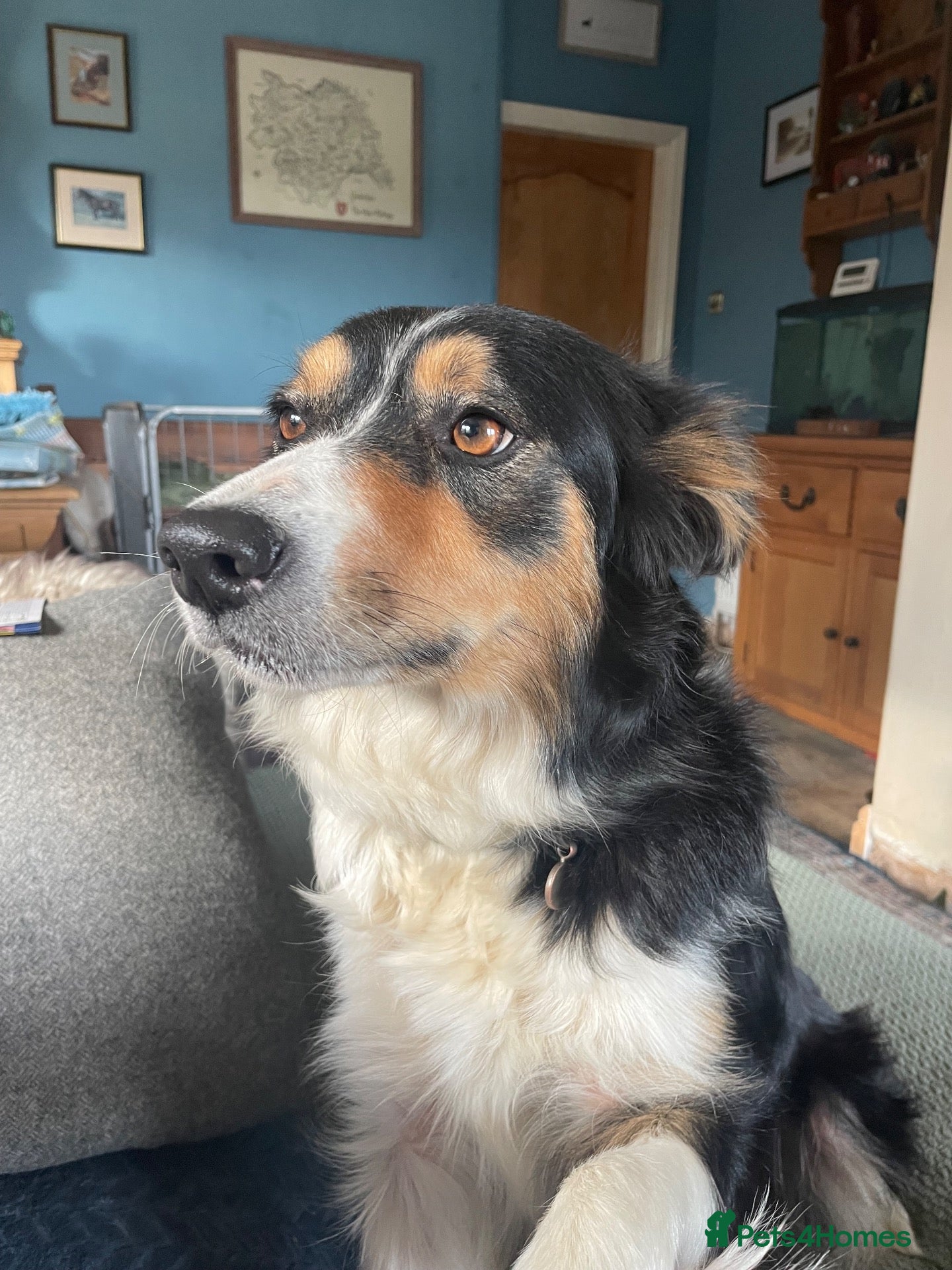 Border Collie dogs for sale: Collie babies - Advert 12