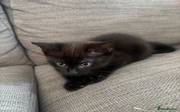 Mixed Breed cats for sale: Beautiful Kittens For Sale - Image 5