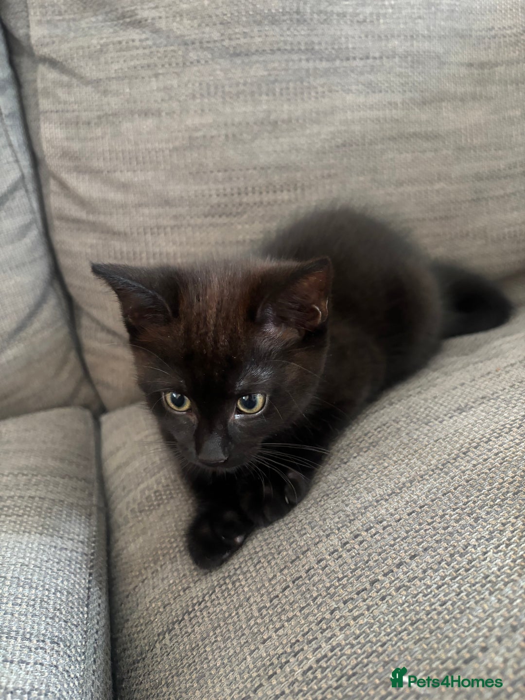 Mixed Breed cats for sale: Beautiful Kittens For Sale - Image 5