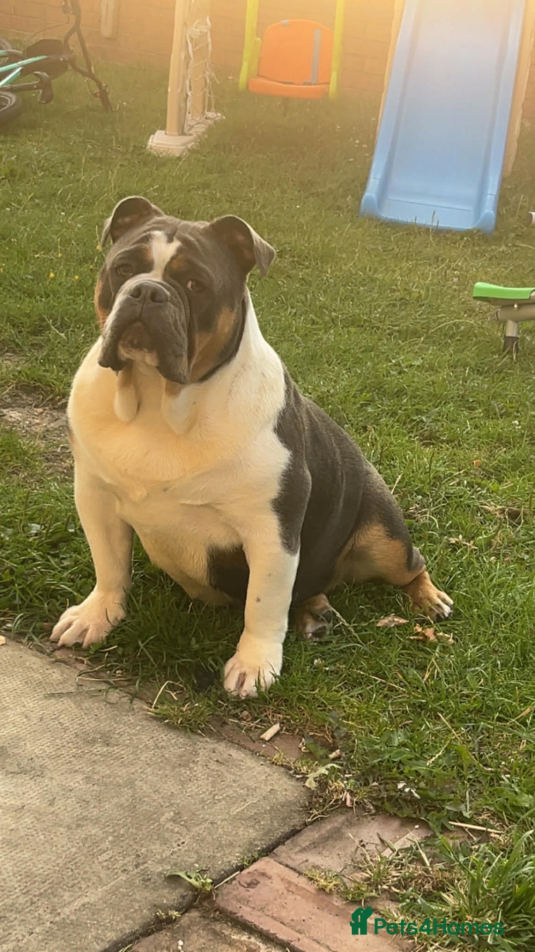Dorset Olde Tyme Bulldogge dogs for sale: Olde Tyme bulldog - Advert 3