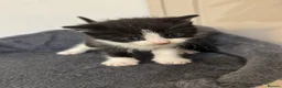 Mixed Breed cats for sale: 4 beautiful kittens ready in 4 weeks  - Advert 22