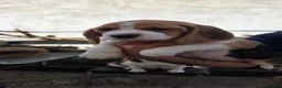 Beagle dogs for sale: 🐾Beautiful Beagle Puppies For Sale!🐶💕 - Advert 27
