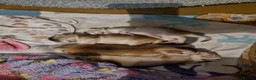 Abyssinian cats for sale: GCCF-registered usual silver Abyssinian kitten - Advert 16