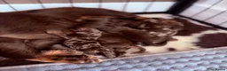 Miniature Dachshund dogs for sale: Long hair miniature daschund puppies for sale in Peterlee - Advert 35